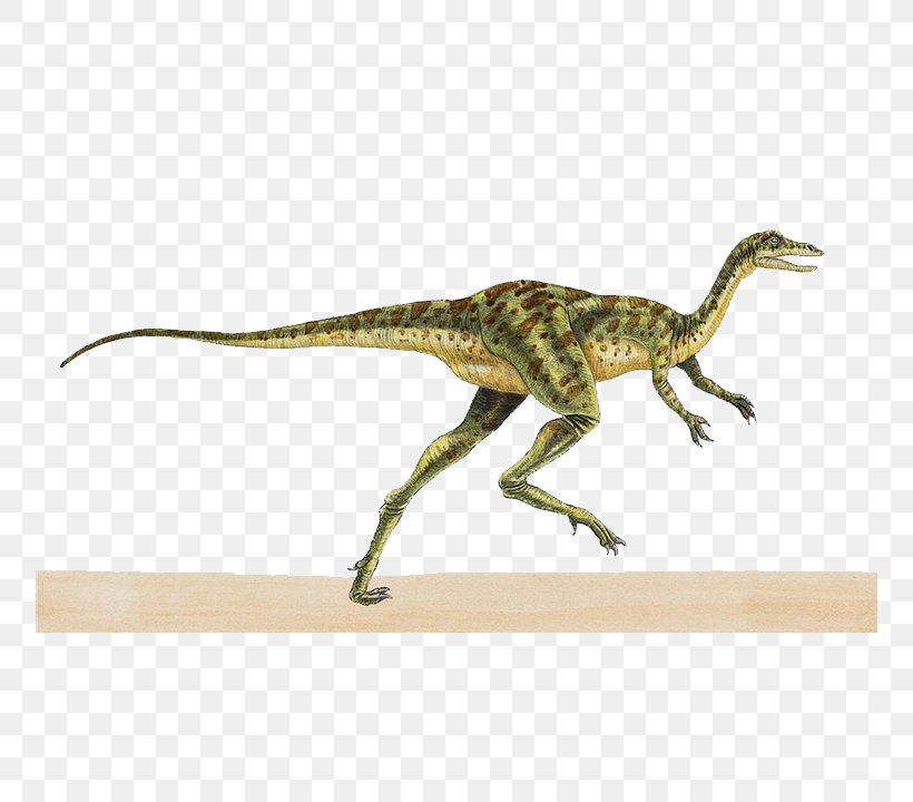 Coelurus Theropods Kimmeridgian Richardoestesia Pelorosaurus, PNG, 790x720px, Coelurus, Carnivore, Chirostenotes, Coelurosauria, Coloradisaurus Download Free