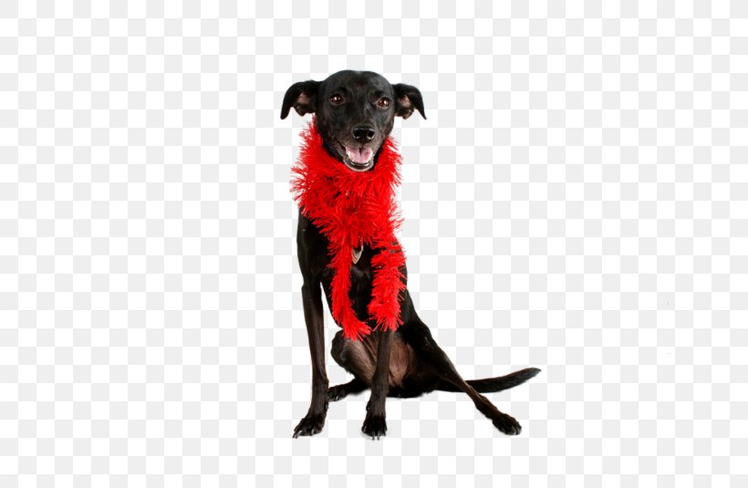 Dog Breed Balloon Dog Great Dane Leash Puppy, PNG, 800x535px, Dog Breed, Balloon Dog, Breed, Dog, Dog Anatomy Download Free