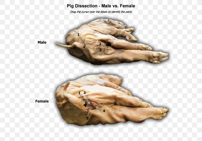 Fetal Pig Guinea Pig Anatomy Dissection, PNG, 600x575px, Pig, Anatomy, Biology, Dissection, Female Download Free