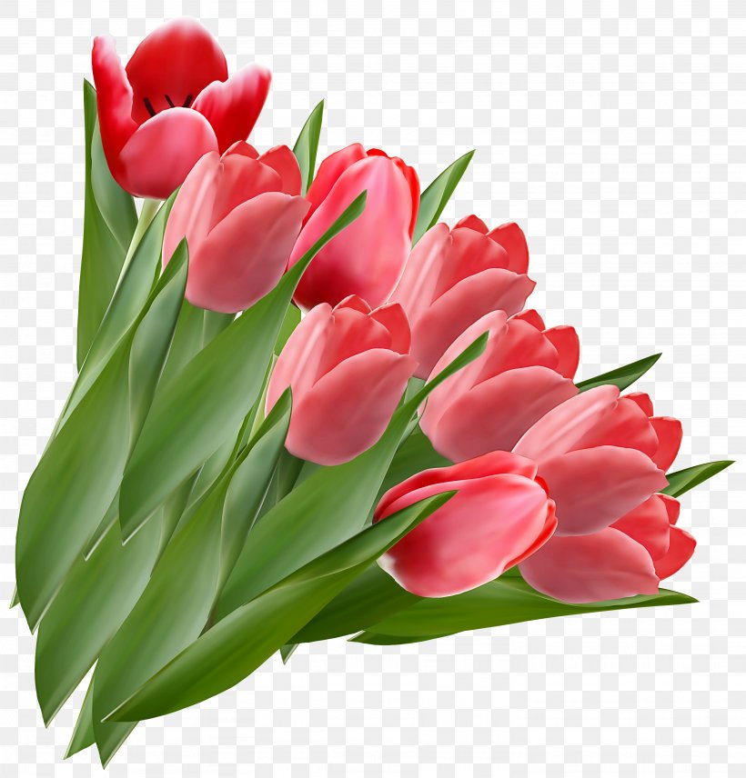 Flower Tulip Flowering Plant Petal Pink, PNG, 2871x3000px, Flower, Cut Flowers, Flowering Plant, Leaf, Petal Download Free
