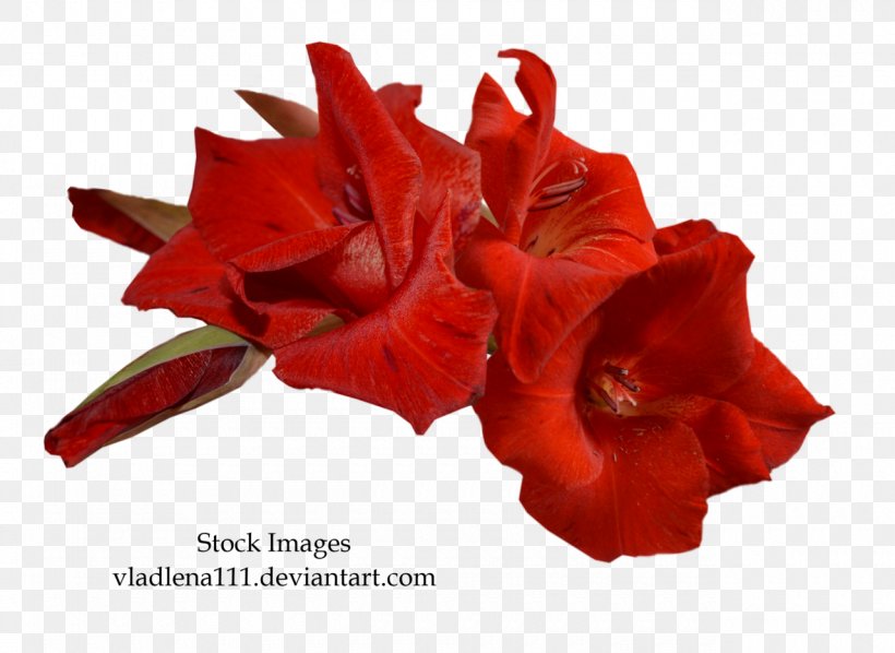 Gladiolus Xd7gandavensis, PNG, 1280x934px, Gladiolus, Amaryllis Belladonna, Amaryllis Family, Cut Flowers, Flower Download Free
