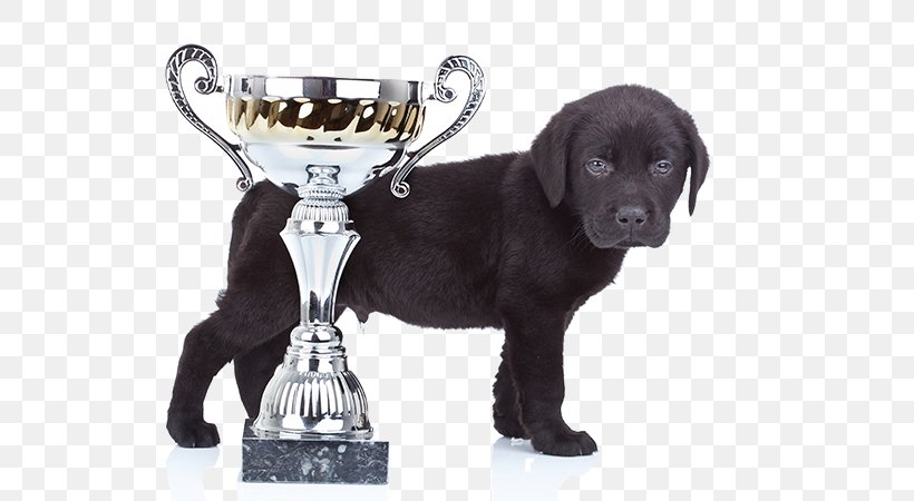 Labrador Retriever Puppy Dog Breed Companion Dog Pet, PNG, 580x450px, Labrador Retriever, Carnivoran, Cat, Companion Dog, Dog Download Free