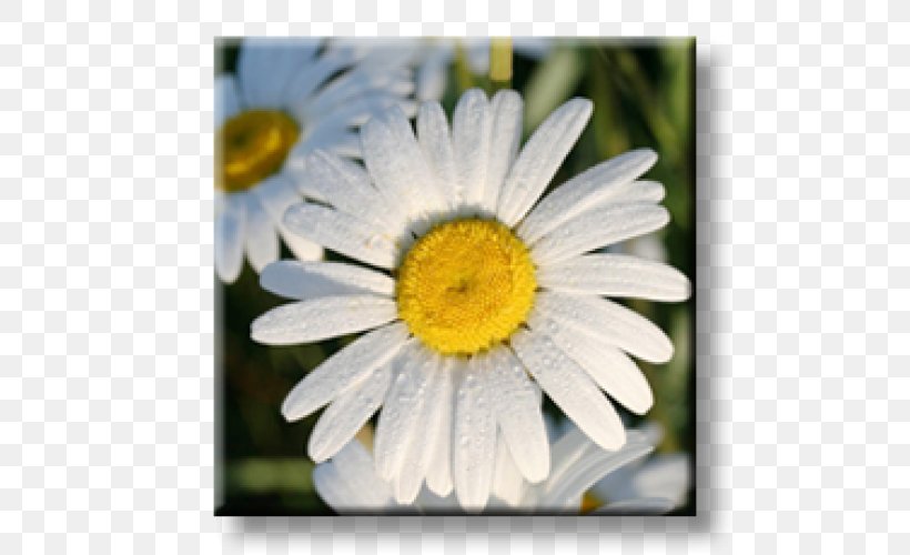 Oxeye Daisy Obedient Plant Perennial Plant Bugleherb Chrysanthemum, PNG, 500x500px, Oxeye Daisy, Aster, Bugleherb, Bugleweed, Chamaemelum Nobile Download Free