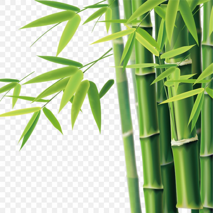 Bamboo Bamboe Icon, PNG, 1417x1417px, Bamboo, Bamboe, Flowerpot, Grass, Grass Family Download Free