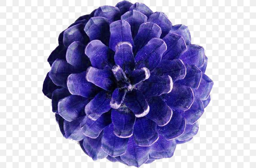 Conifer Cone Golden Spiral Golden Ratio Mathematics Stone Pine, PNG, 550x539px, Conifer Cone, Blue, Cobalt Blue, Common Sunflower, Conifers Download Free