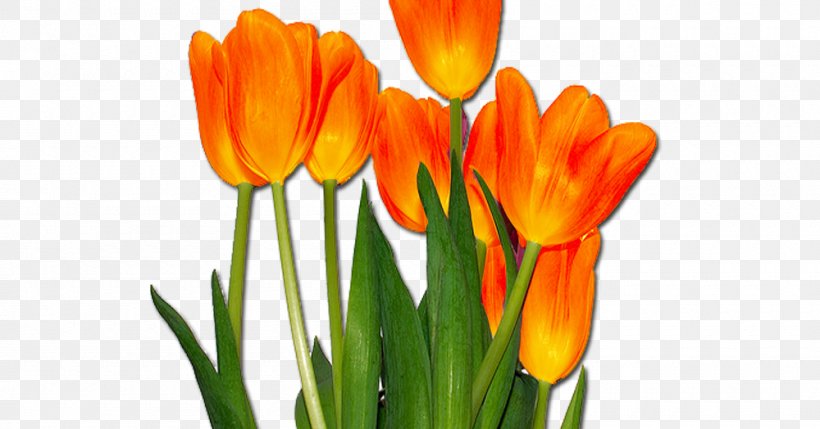 Tulip Orange Cut Flowers Desktop Wallpaper, PNG, 1000x524px, Tulip, Blue, Bud, Color, Crocus Download Free