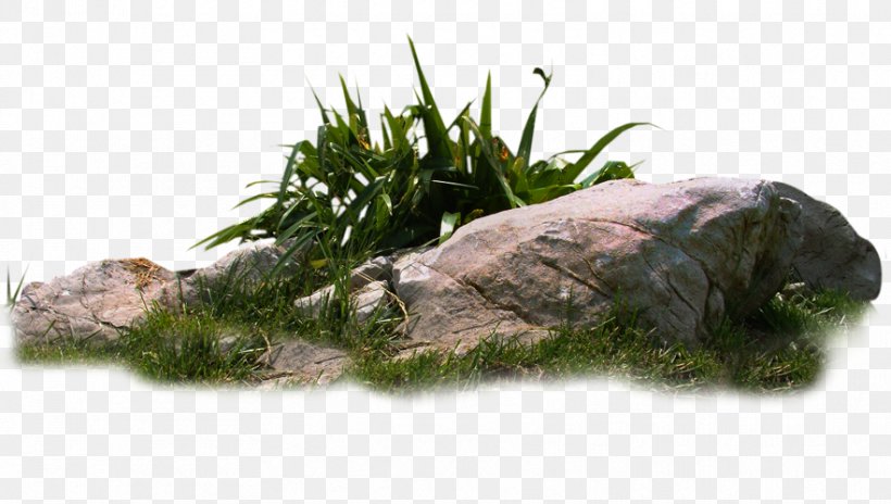 Weed Download Clip Art, PNG, 882x500px, Rock, Designer, Grass, Gratis, Plant Download Free