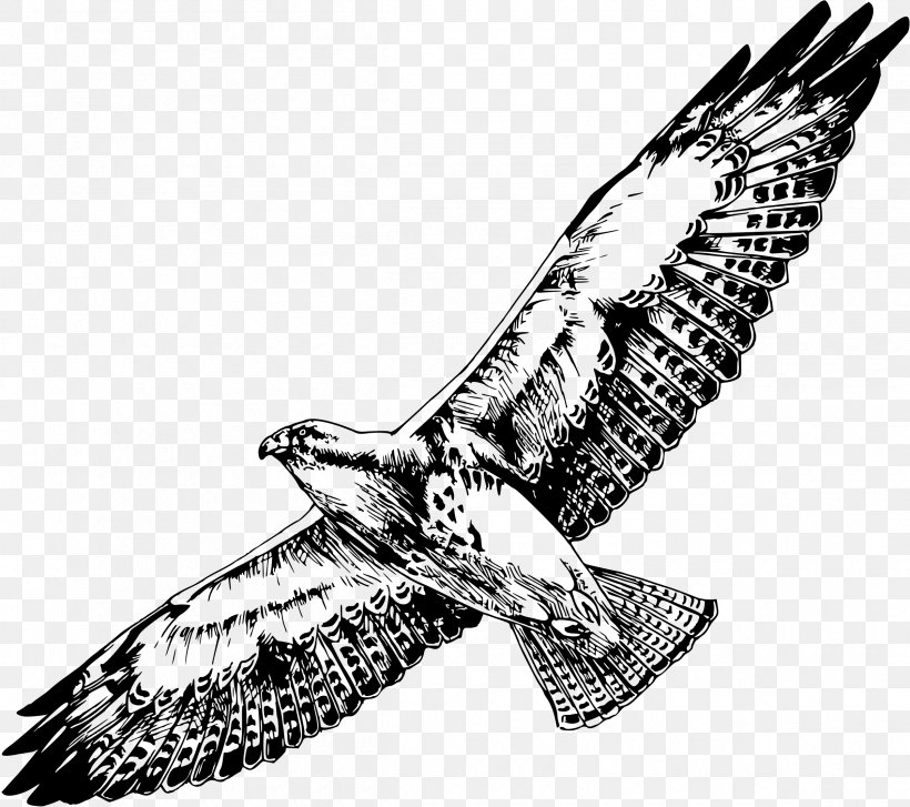 Bird Swainson's Hawk Drawing, PNG, 2400x2130px, Bird, Accipitriformes, Art, Bald Eagle, Beak Download Free