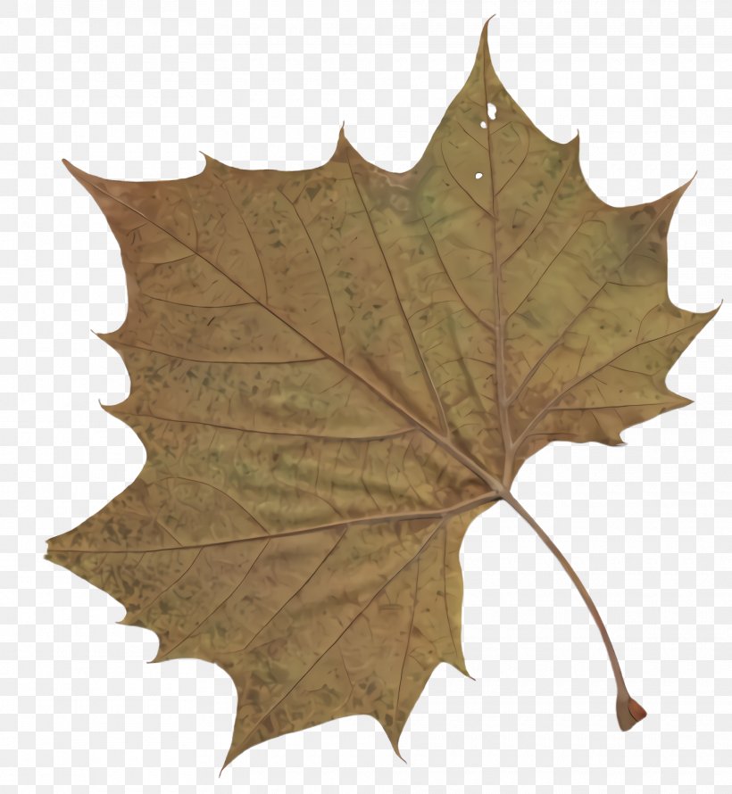 Maple Leaf, PNG, 1920x2084px, Leaf, Black Maple, Black Oak, Grape Leaves, Maple Leaf Download Free