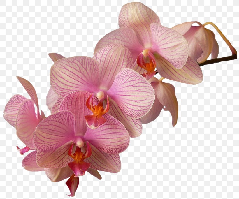 Moth Orchids Dendrobium Flower, PNG, 815x683px, Moth Orchids, Cattleya, Cattleya Orchids, Cut Flowers, Dendrobium Download Free