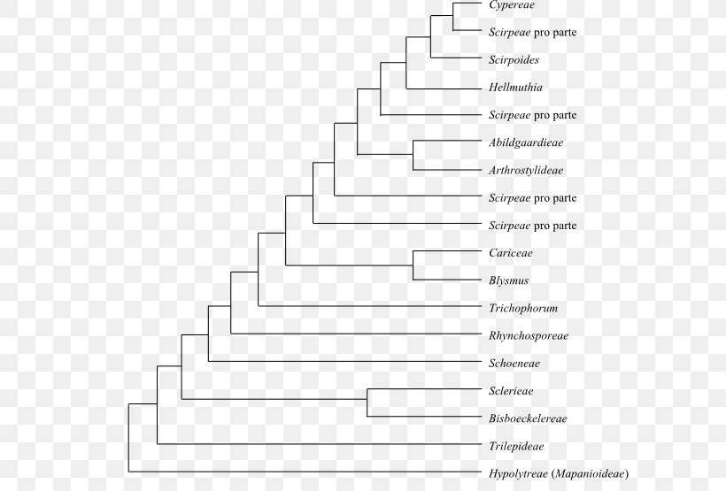 Phylogenetics Cladogram Phylogenetic Tree Cyperaceae Deschampsia Antarctica, PNG, 600x555px, Watercolor, Cartoon, Flower, Frame, Heart Download Free