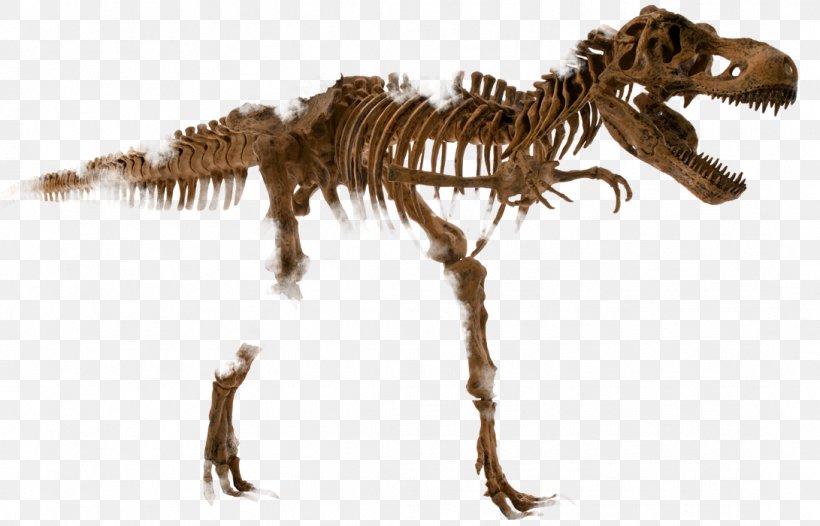 Tyrannosaurus Dinosaur Human Skeleton Velociraptor, PNG, 1091x700px, Tyrannosaurus, Bipedalism, Bone, Cretaceous, Dinosaur Download Free