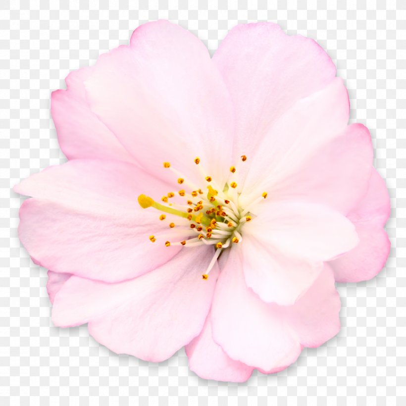 Cherry Blossom Stock Photography, PNG, 900x900px, Cherry Blossom, Blossom, Can Stock Photo, Cerasus, Cherry Download Free