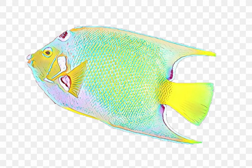 Fish Pomacanthidae Fish Butterflyfish Holacanthus, PNG, 1280x853px, Fish, Bonyfish, Butterflyfish, Fin, Golden Angelfish Download Free