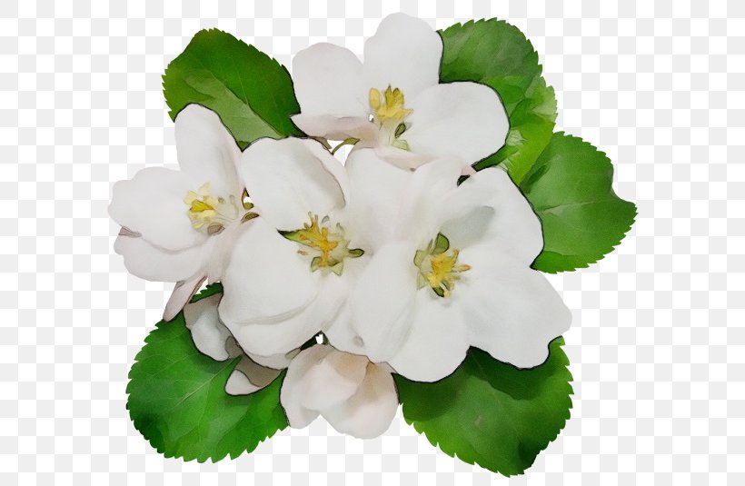 Flower White Petal Plant Blossom, PNG, 600x535px, Watercolor, Blossom, Flower, Geranium, Impatiens Download Free