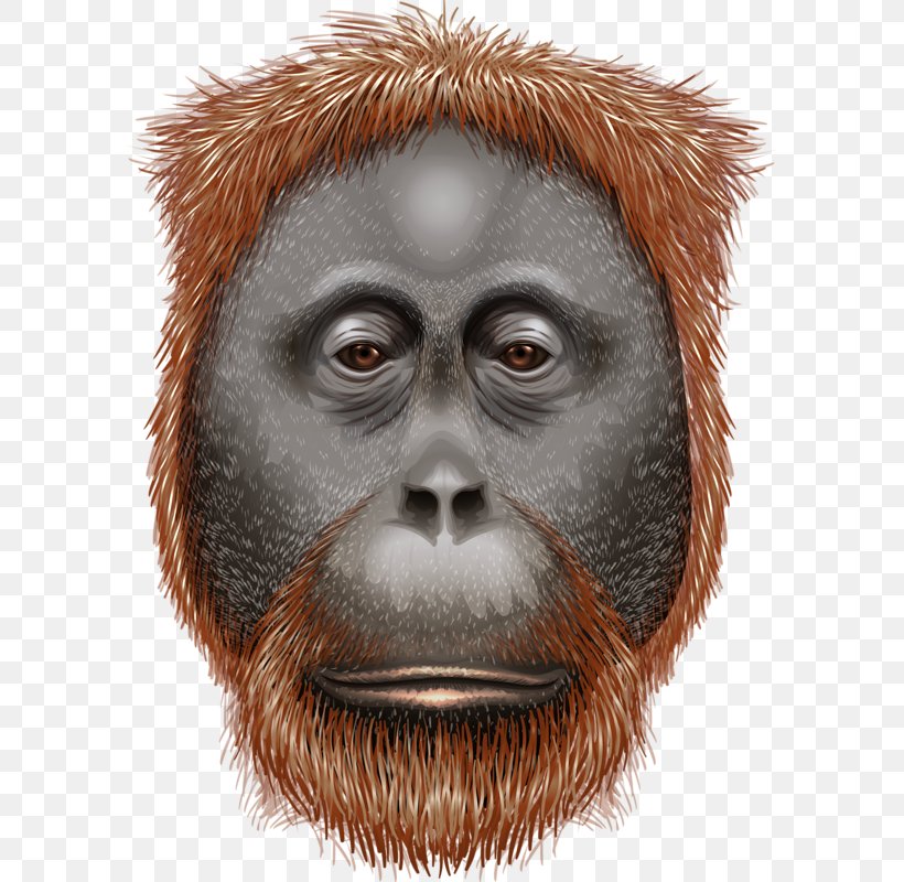 Orangutan Ape Euclidean Vector Illustration, PNG, 595x800px, Orangutan, Ape, Close Up, Drawing, Facial Hair Download Free
