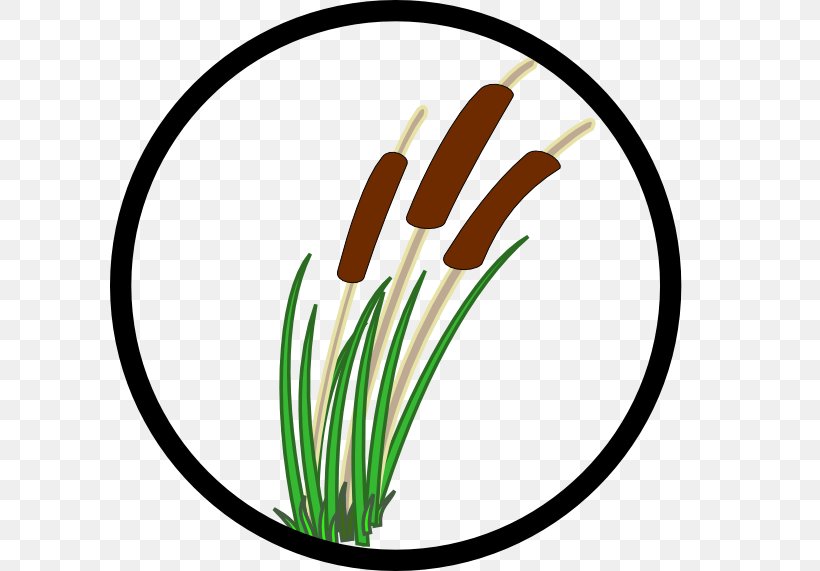 Pantanal Wetland Plants Cattail Clip Art, PNG, 600x571px, Pantanal, Cattail, Flower, Food, Free Content Download Free