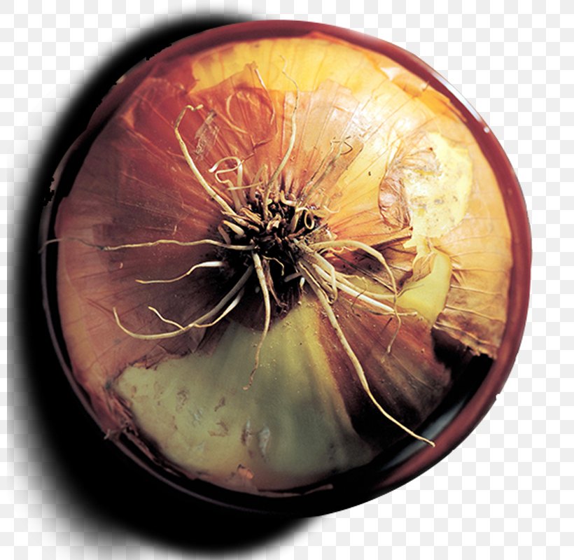 Red Onion Vegetable, PNG, 800x800px, Onion, Bowl, Gratis, Ingredient, Orange Download Free