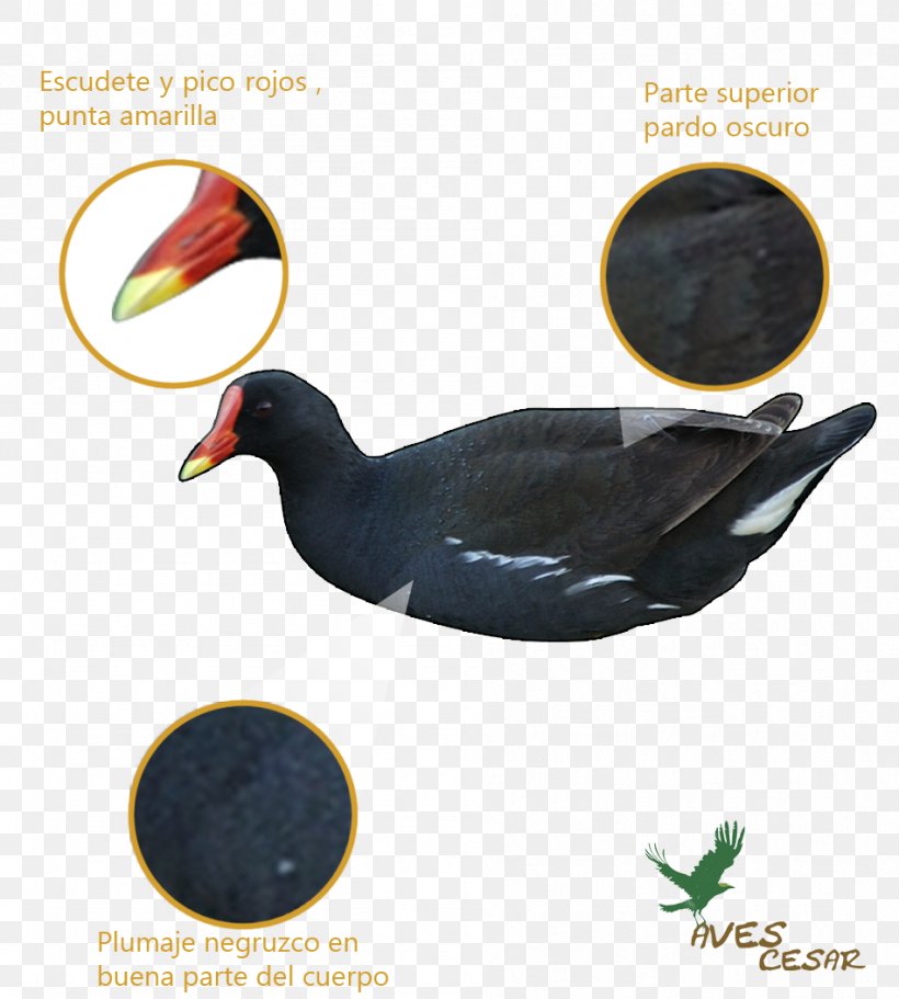 Duck Common Moorhen Bird Feather Beak, PNG, 949x1055px, Duck, Advertising, American Purple Gallinule, Beak, Bird Download Free
