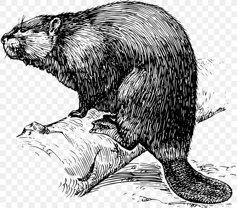 Eurasian Beaver Drawing Clip Art, PNG, 814x720px, Eurasian Beaver, Beaver, Beaver Dam, Black And White, Carnivoran Download Free
