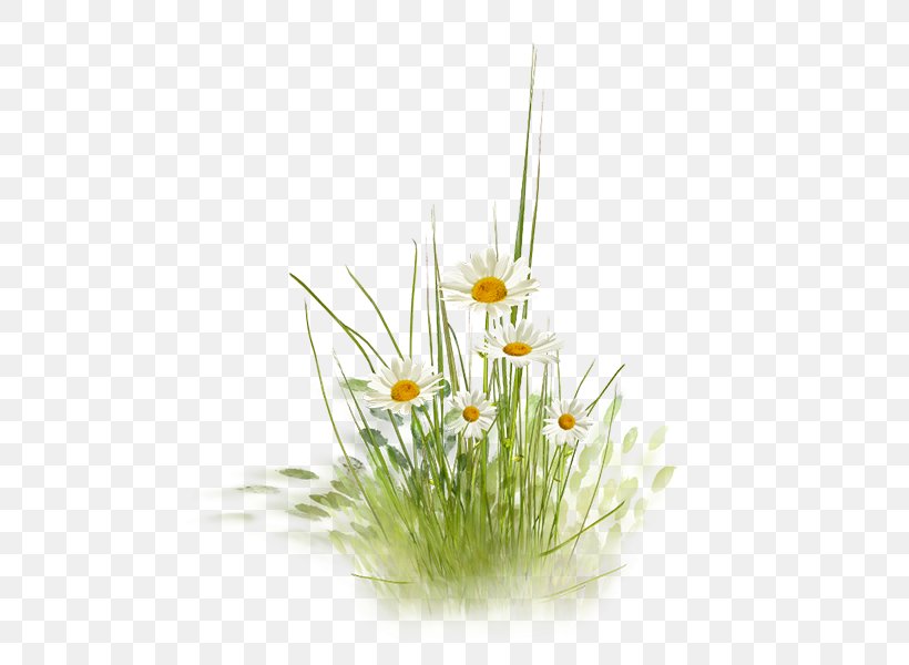 Lawn Flowerpot Gardening Grass, PNG, 600x600px, Lawn, Daisy, Flower, Flowering Plant, Flowerpot Download Free