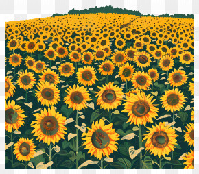 Sunflower Field - Field Of Sunflowers In Bloom PNG