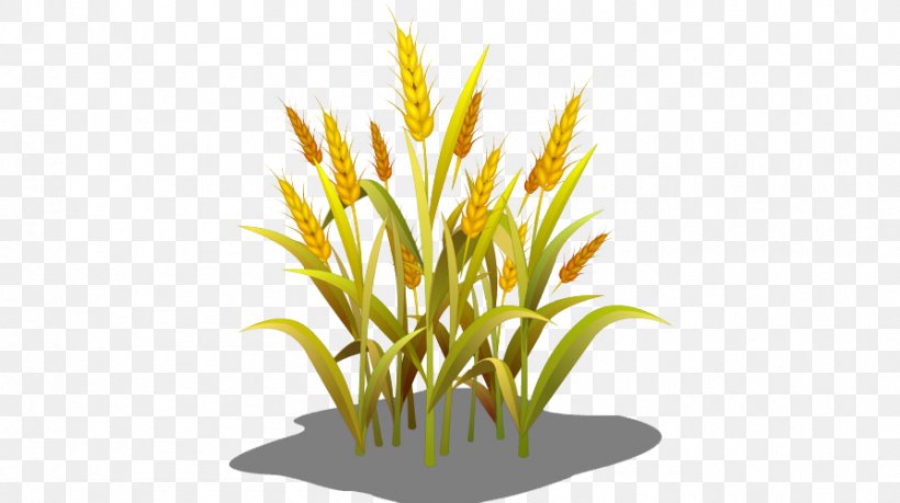 Wheat Grasses Sowing Food, PNG, 894x501px, Wheat, Aquarium Decor, Browser Game, Commodity, Flower Download Free