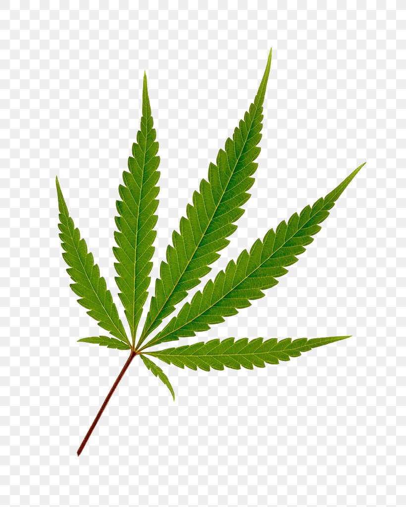 Cannabis Hemp Leaf Joint, PNG, 781x1024px, Cannabis, Cannabis In India, Grass, Hemp, Hemp Family Download Free