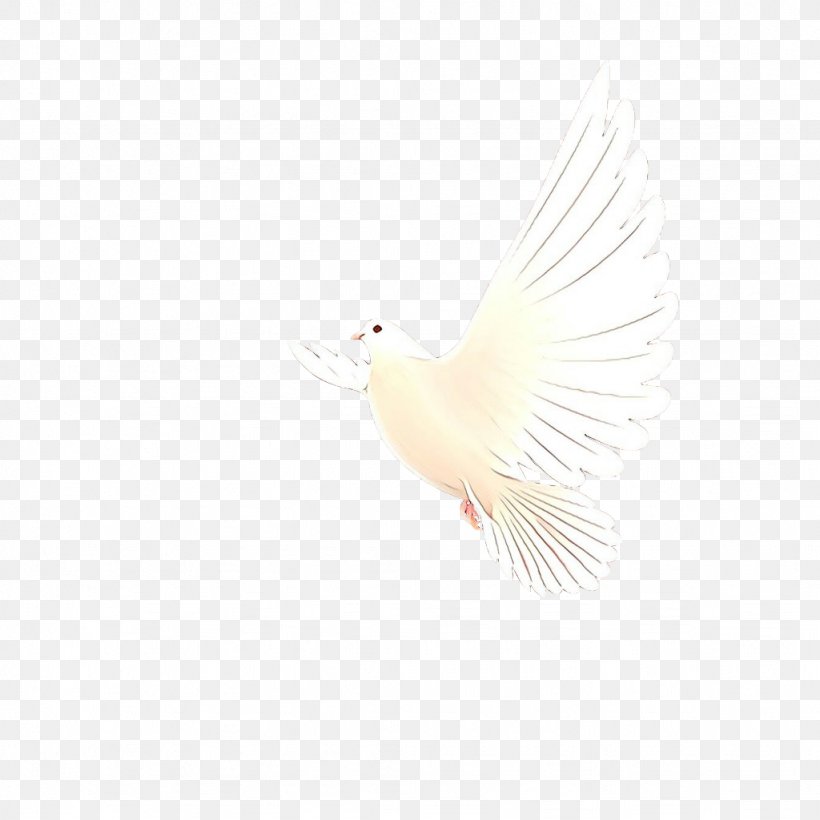 Feather, PNG, 1024x1024px, Cartoon, Beak, Bird, Feather, Tail Download Free