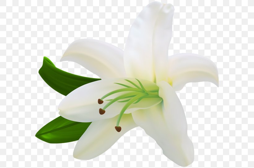 Flower Clip Art, PNG, 600x542px, Flower, Computer, Cut Flowers, Easter Lily, Flowering Plant Download Free