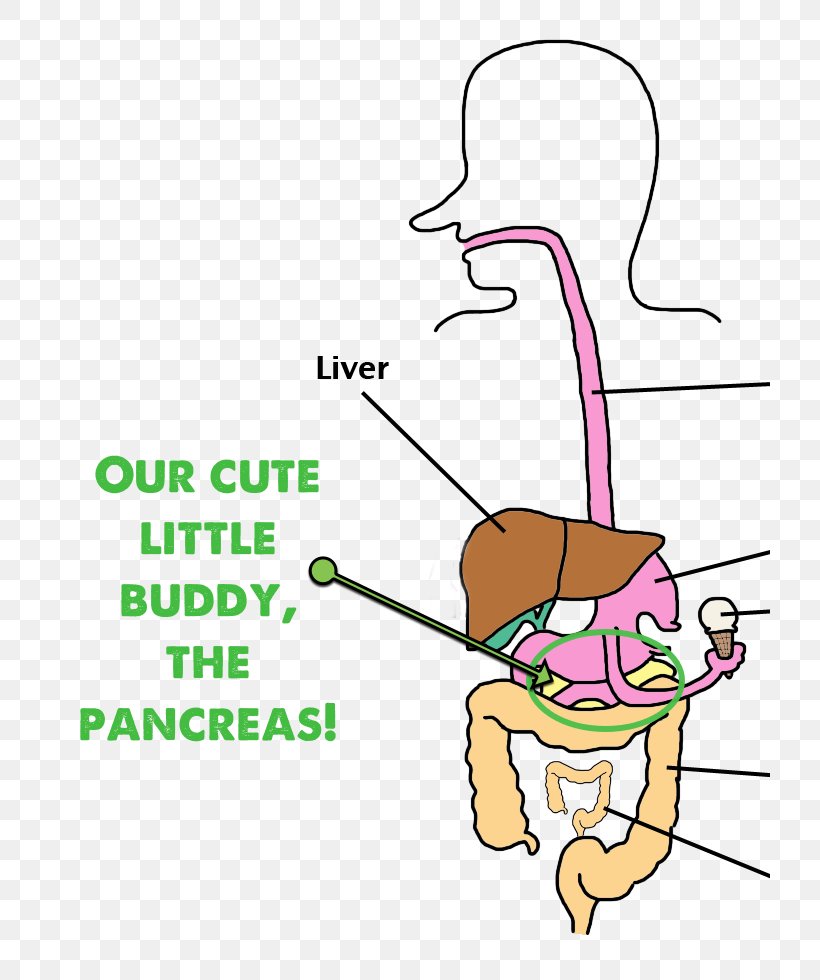 Amino Acid Thumb Directed Mutagenesis Beak Clip Art, PNG, 720x980px, Watercolor, Cartoon, Flower, Frame, Heart Download Free