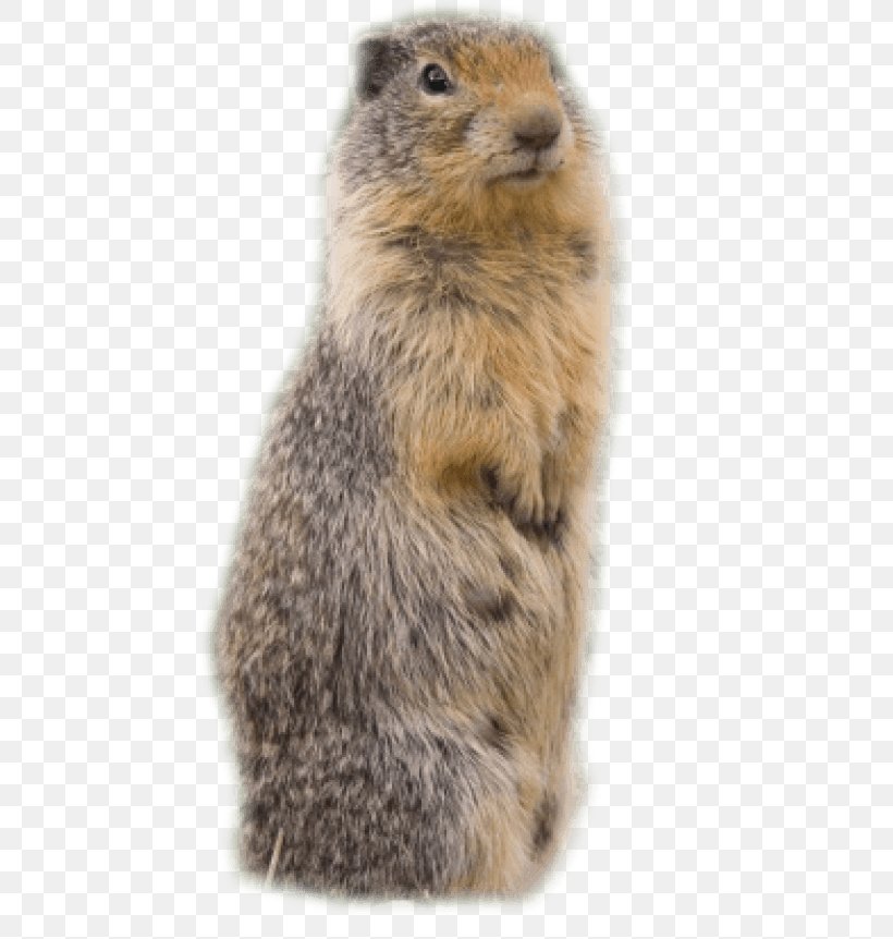 Beaver Groundhog Meerkat Clip Art, PNG, 480x862px, Beaver, Copying, Fauna, Fur, Groundhog Download Free