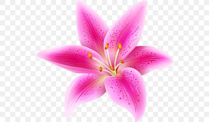 Clip Art Image Pink Flowers, PNG, 538x480px, Flower, Close Up, Drawing, Flowering Plant, Lily Download Free
