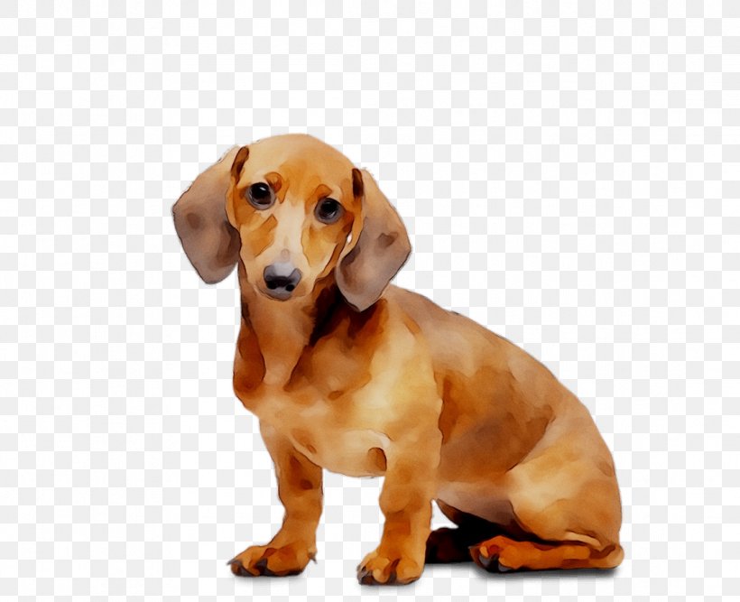 Dachshund Puppy Animed Dog Breed Companion Dog, PNG, 1109x903px, Dachshund, Animal, Canidae, Canine Distemper, Carnivore Download Free