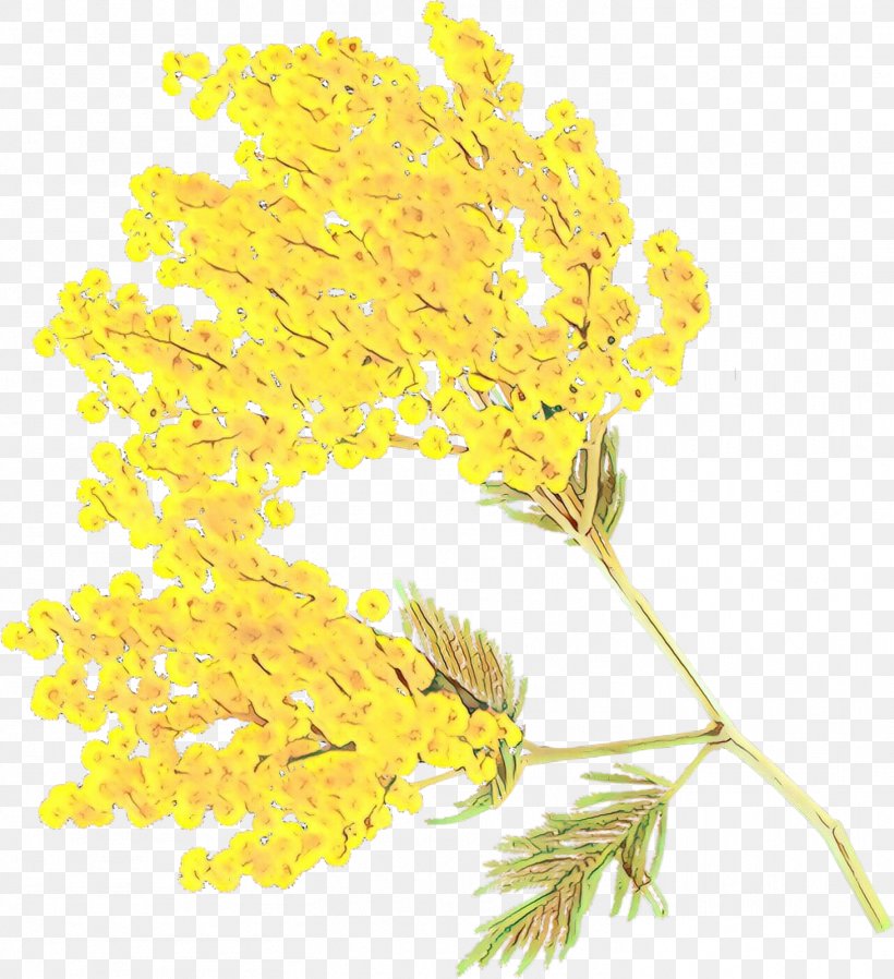 Mimosa, PNG, 1461x1600px, Cartoon, Cut Flowers, Flower, Leaf, Mimosa Download Free