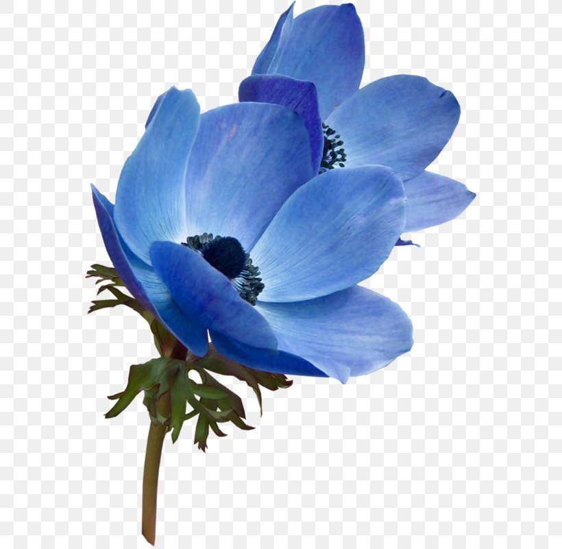 Flower Blue Garden Roses Color Clip Art, PNG, 571x800px, Flower, Anemone, Bellflower Family, Blue, Blue Rose Download Free