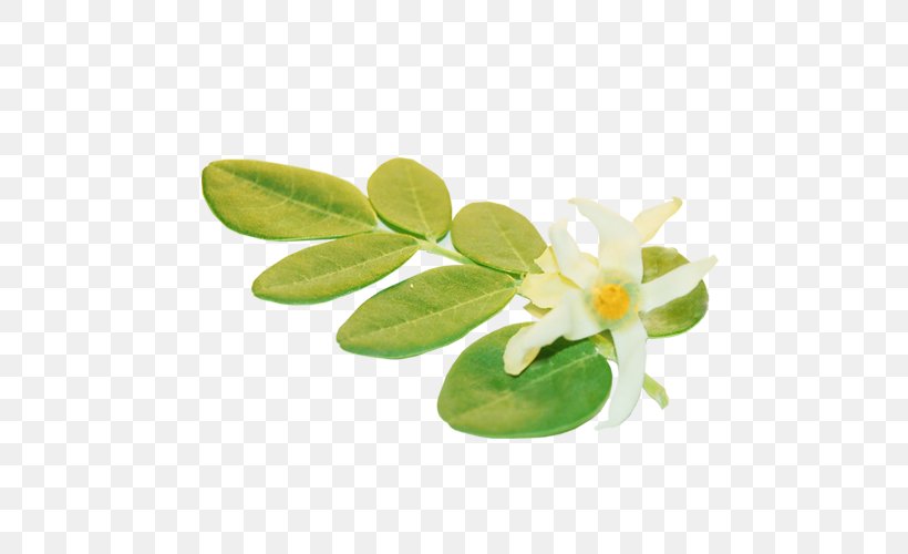 Flower Drumstick Tree Seed Plant, PNG, 500x500px, Flower, Drumstick Tree, Fat, Flowering Tea, Food Download Free