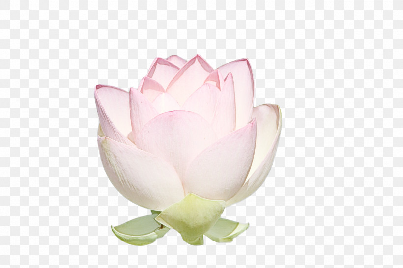 Rose, PNG, 1280x853px, Cut Flowers, Biology, Flower, Petal, Plants Download Free