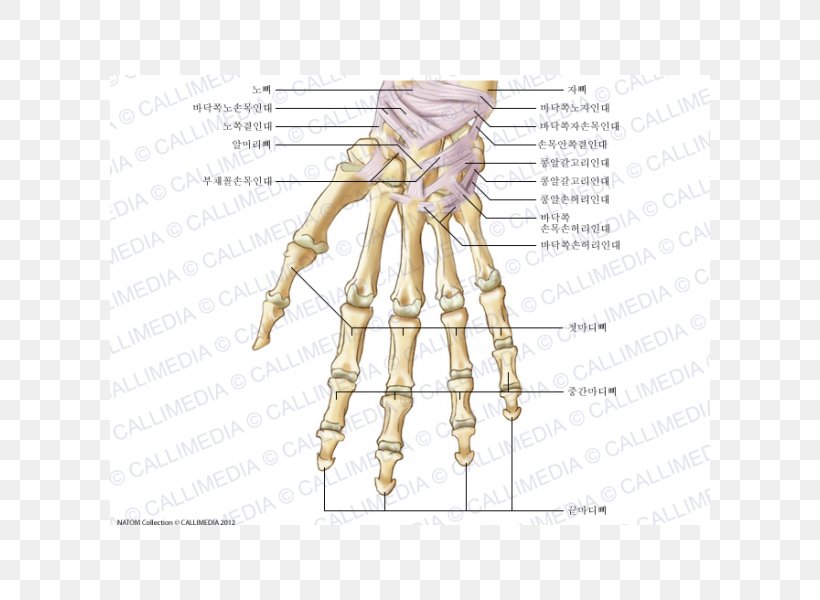 Anatomy Carpal Bones Human Skeleton Ligament, PNG, 600x600px, Watercolor, Cartoon, Flower, Frame, Heart Download Free