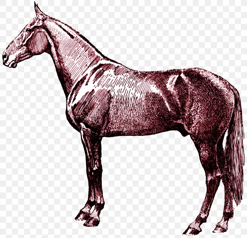 Arabian Horse Clip Art Mustang Digital Stamp Equestrian, PNG, 1024x989px, Arabian Horse, Animal Figure, Bridle, Colt, Digital Stamp Download Free