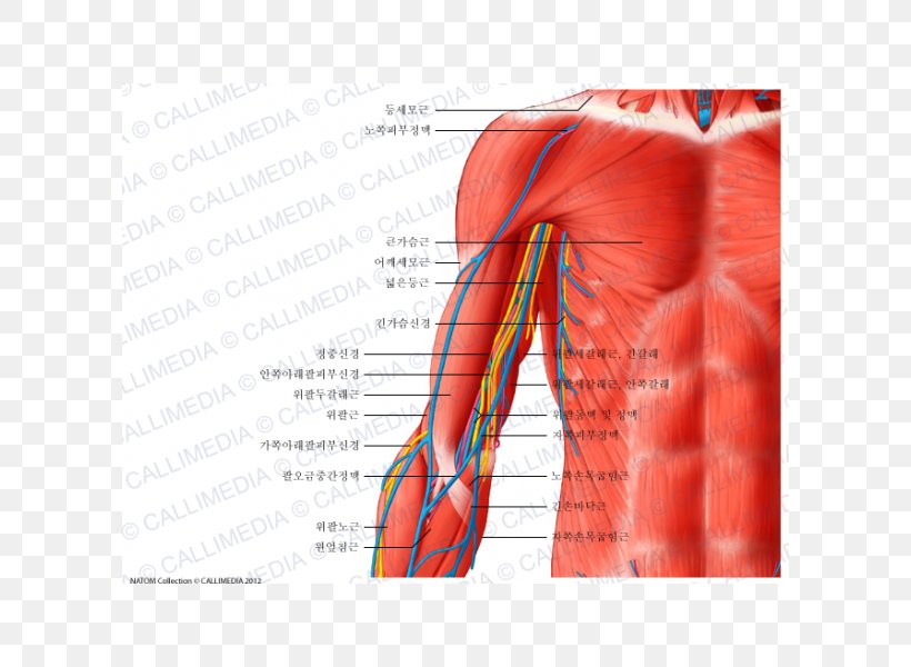 Arm Nerve Blood Vessel Human Body Anatomy, PNG, 600x600px, Watercolor, Cartoon, Flower, Frame, Heart Download Free