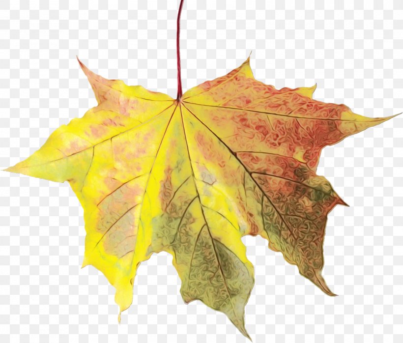 Canada Maple Leaf, PNG, 1600x1362px, Maple Leaf, Acer Japonicum, Autumn, Black Maple, Deciduous Download Free