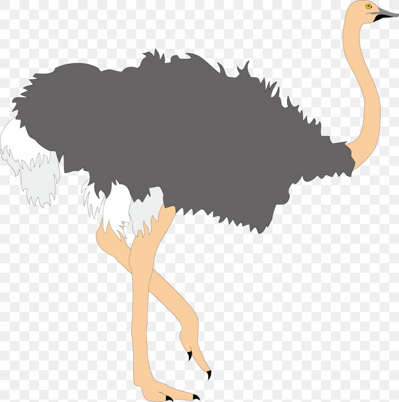 Common Ostrich Bird Clip Art, PNG, 1709x1720px, Common Ostrich, Art, Beak, Bird, Blog Download Free