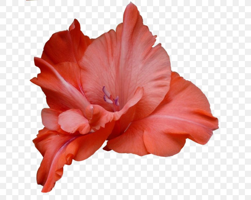 Flower Gladiolus Royalty-free Stock Photography Clip Art, PNG, 650x656px, Flower, Flower Bouquet, Flowering Plant, Gladiolus, Hippeastrum Download Free