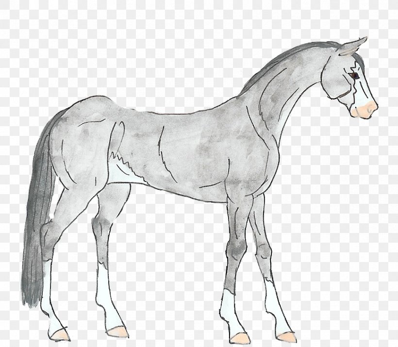 Foal Mane Stallion Mustang Colt, PNG, 867x757px, Foal, Black And White, Bridle, Colt, Drawing Download Free