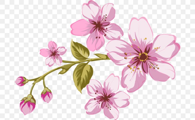 Garden Roses Flower Clip Art, PNG, 699x508px, Garden Roses, Art, Blossom, Branch, Cherry Blossom Download Free