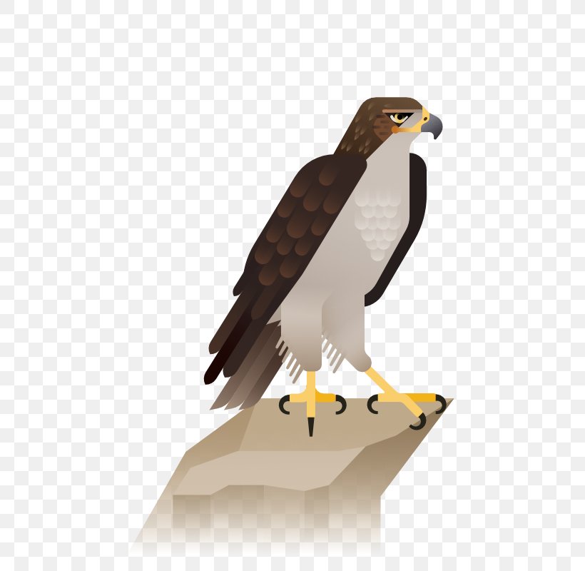 Bald Eagle Hawk Illustration, PNG, 800x800px, Bald Eagle, Accipitriformes, Beak, Bird, Bird Of Prey Download Free