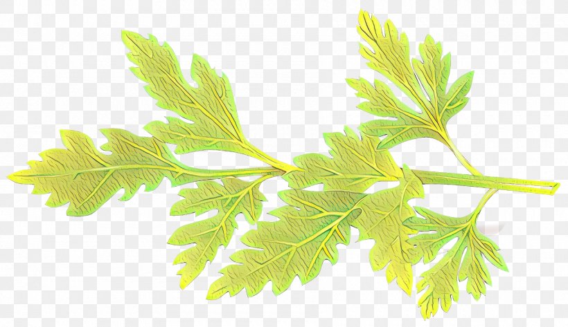 Vector Graphics Stock Photography Herb Royalty-free Clip Art, PNG, 1800x1039px, Stock Photography, Basil, Culantro, Drawing, Flower Download Free