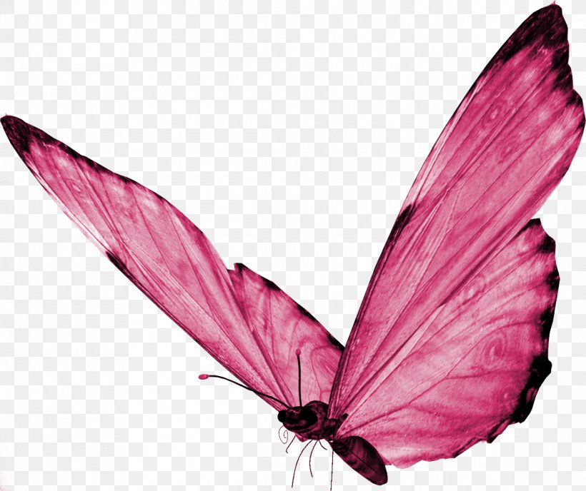 Butterfly Desktop Wallpaper Clip Art, PNG, 1170x983px, Butterfly, Arthropod, Brush Footed Butterfly, Butterflies And Moths, Caterpillar Download Free
