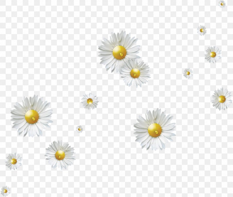 Flower, PNG, 1000x846px, Flower, Chamaemelum Nobile, Chrysanths, Daisy, Daisy Family Download Free